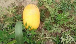 52吃瓜爆料免费吃瓜视频,免费畅享热门吃瓜视频盛宴